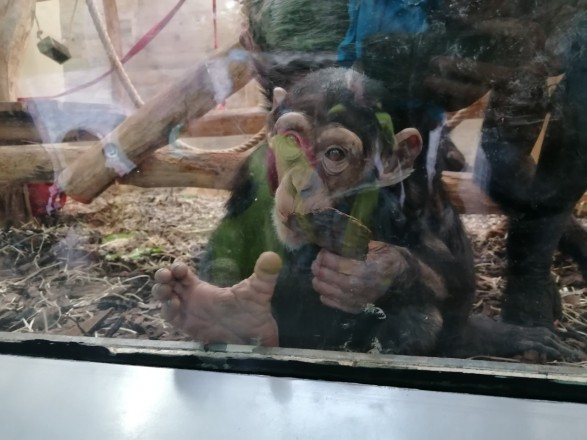 Obisk živalskega vrta