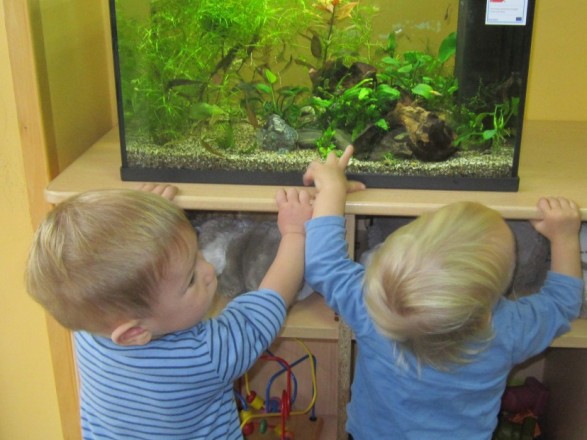 Akvarij pri najmlajših v Palčkih
