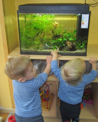 Akvarij pri najmlajših v Palčkih