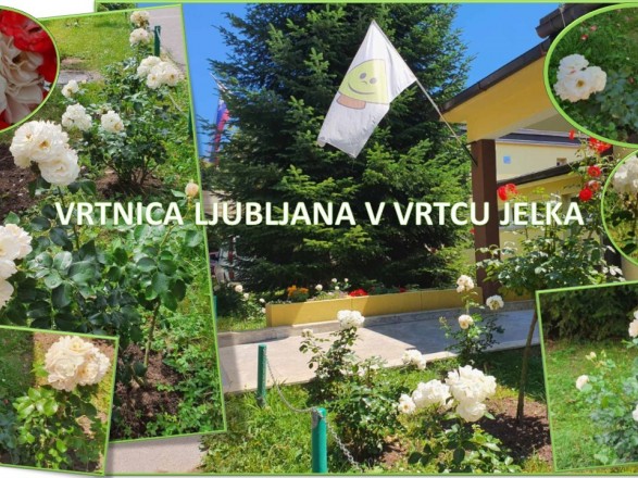 Vrtnica Ljubljana v Vrtcu Jelka